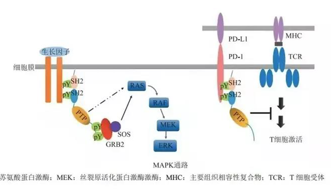 晚期恶性肿瘤患者的福音，SHP2变构抑制剂RG001片获批临床.png