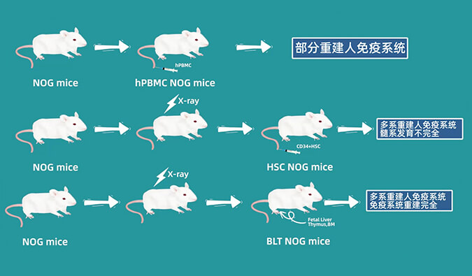 评价肿瘤药物的动物药效模型，你选对了吗.jpg