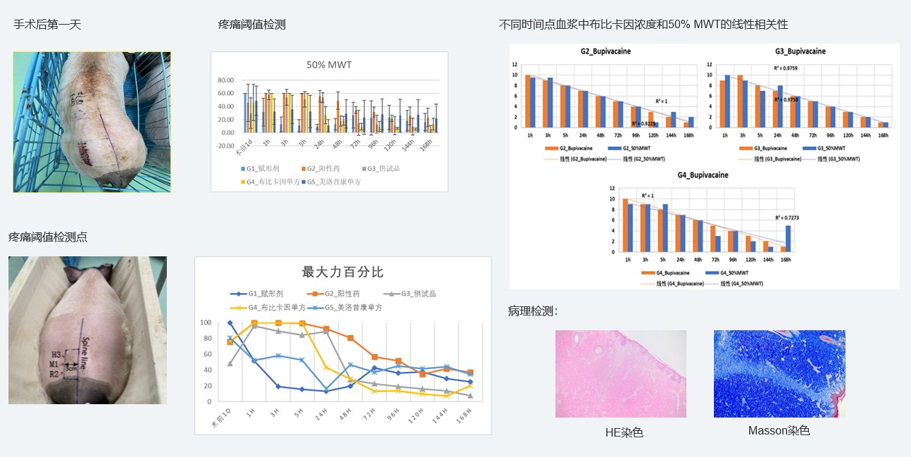 案例1：复方制剂对巴马小型猪术后急性疼痛模型的镇痛试验.jpg