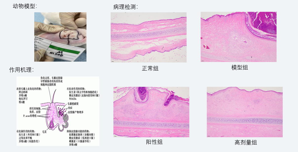 案例3：新西兰兔痤疮药效研究.jpg